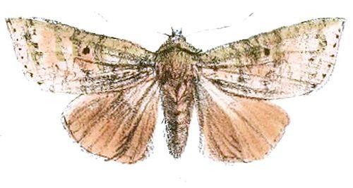 Tympanistes testacea